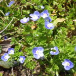 オオイヌノフグリ