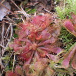 コモウセンゴケ