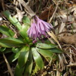 ショウジョウバカマ