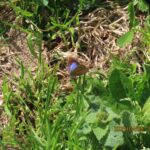 ムラサキシジミ(メス)