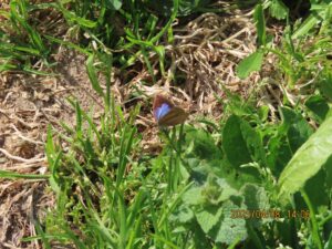 ムラサキシジミ（メス）