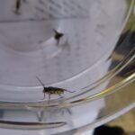 タカラズカキモンハバチ