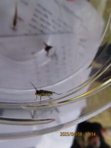 タカラズカキモンハバチ