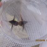 ビロードツリアブ(交尾)