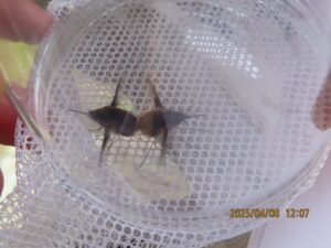 ビロードツリアブ（交尾）