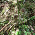 綿を被ったゼンマイの新芽