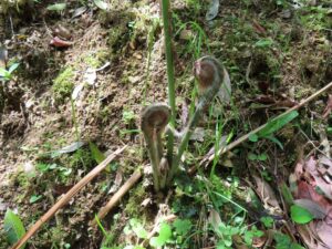 綿を被ったゼンマイの新芽