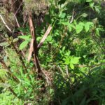 イタドリとウド