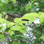 タカノツメの蕾