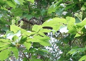 タカノツメの蕾