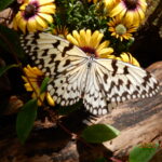 オオゴマダラチョウ