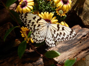 オオゴマダラチョウ