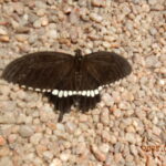 シロオビアゲハ