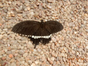 シロオビアゲハ