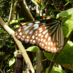 リュウキュウアサギマダラ