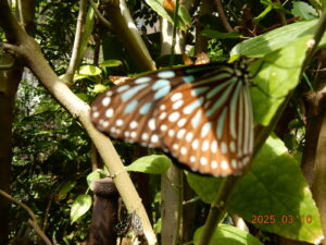 リュウキュウアサギマダラ