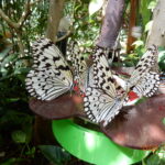 ゴマダラチョウの食事中