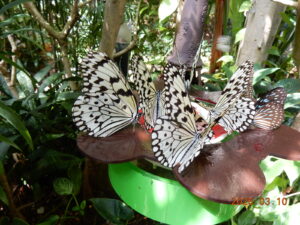 ゴマダラチョウの食事中