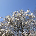 満開のウメ