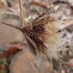 オケラ（花後）