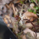 セリバオウレン・雌花