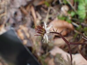 セリバオウレン・雌花