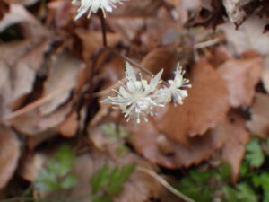 セリバオウレン・雄花