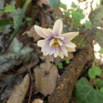 ユキワリイチゲ