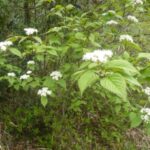 コバノガマズミ