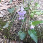 ニオイタチツボスミレ