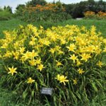 ヘメロカリス園