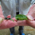 アゲハ(4齢幼虫,終齢幼虫)