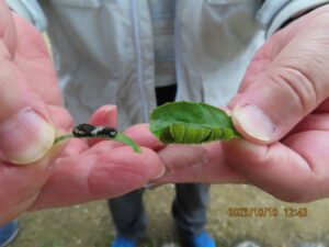 アゲハ（4齢幼虫，終齢幼虫）