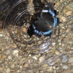 ルリタテハ(おもて)