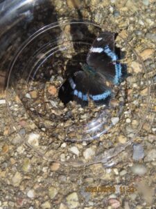 ルリタテハ（おもて）