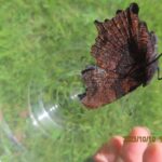 ルリタテハ(うら)