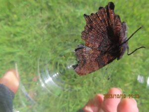 ルリタテハ（うら）