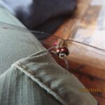 マユタテアカネ(オス)頭部