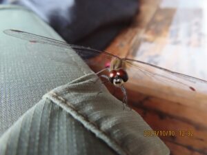 マユタテアカネ（オス）頭部