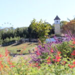 ハーベストの丘