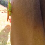 ササキリモドキ