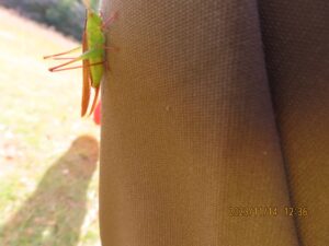 ササキリモドキ