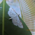 ヒメシロノメイガ