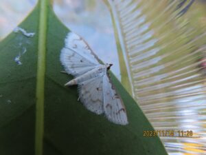ヒメシロノメイガ