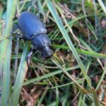 オオユミアシゴミムシダマシ