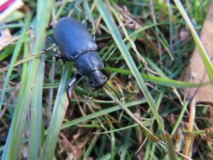 オオユミアシゴミムシダマシ