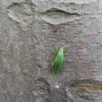 アオマツムシ メス