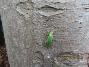 アオマツムシ　メス