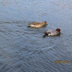 ヒドリガモ　♂＆♀