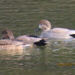 オカヨシガモ　♂＆♀